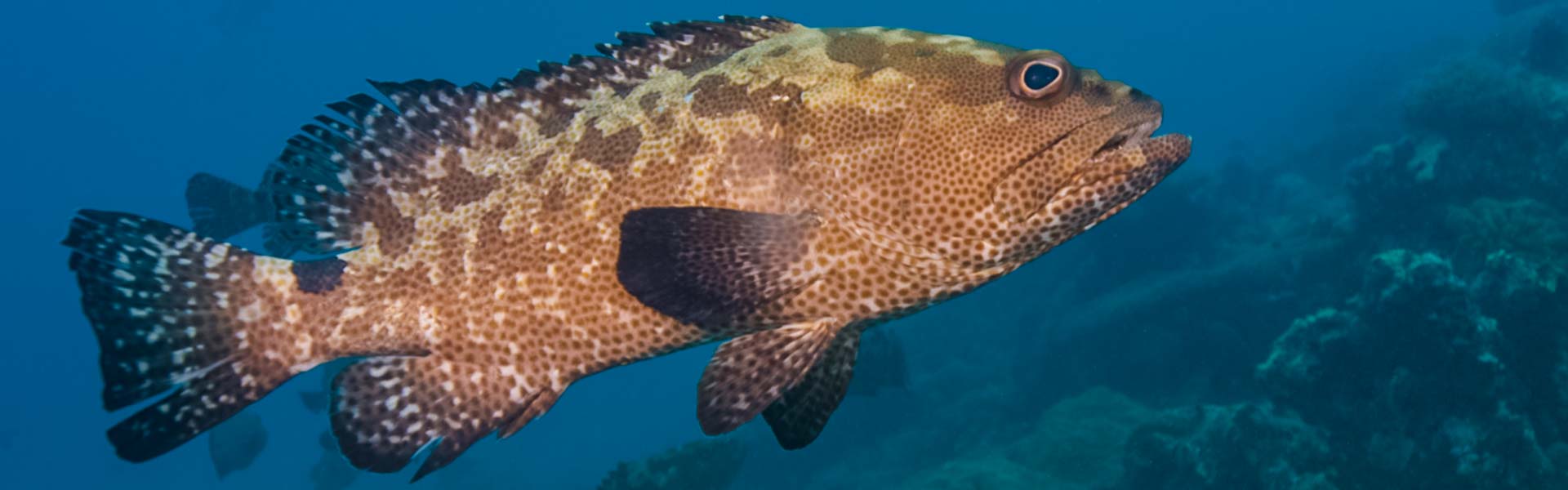 The Camouflage Grouper